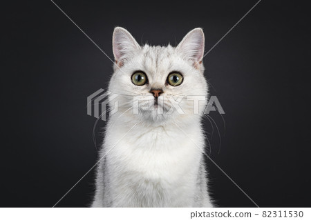 British Shorthair cat kitten on black British Shorthair cat kitten on black 82311530