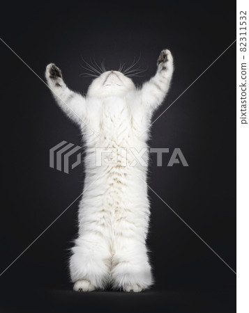 British Shorthair cat kitten on black British Shorthair cat kitten on black 82311532