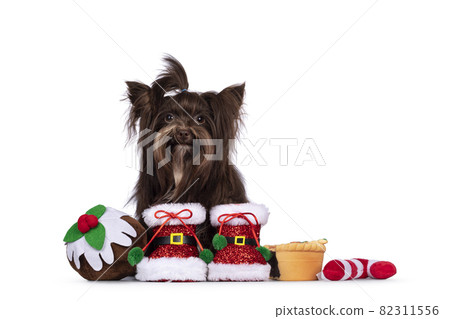 Yorkshire Terrier dog on white background 82311556