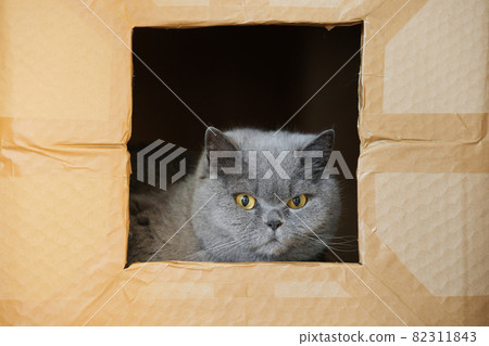 Confused british cat in a cardboard box. Grey cat looking through the window. Concept of homeless and lonely pets. 82311843