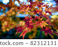 Bright autumn leaves 82312131