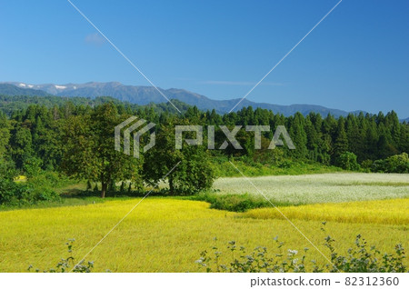 Rice ears and buckwheat fields in Yamatomachi, Kitakata City, shining against the backdrop of the clear Iide Mountains 82312360