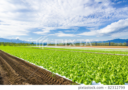 高原蔬菜萵苣田鹽尻市 82312799