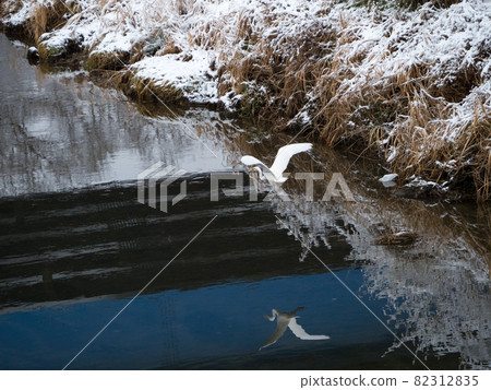 Tundra swan 82312835