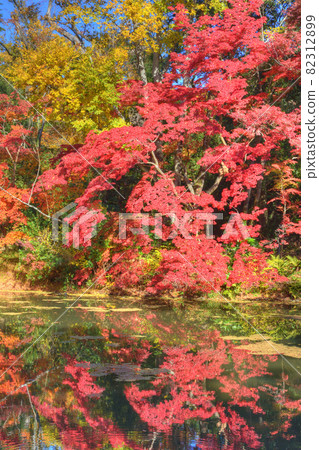 Autumn leaves of the botanical garden Autumn leaves of the botanical garden 82312899