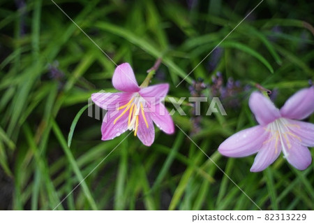 粉紅色雨百合 (Zephyrlily) 82313229