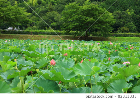 平澤池蓮花 平澤池蓮花 82313333