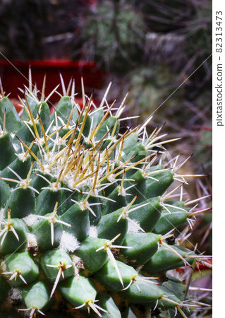 Mamilaria cactus close-up in the home greenhouse. 82313473