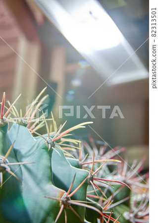 Large cactus under bright diode lamp. Growing succulents at home with artificial diode lighting. 82313501