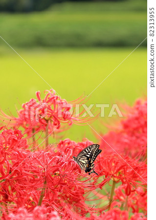 Rural scenery in Minami-ku, Sakai City [Osaka Prefecture] 82313955