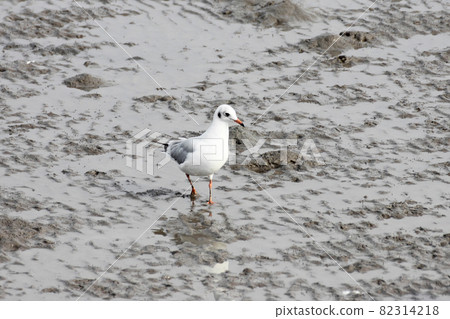 Seagulls looking for food on the beach Seagulls looking for food on the beach 82314218
