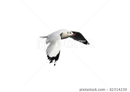 Seagull flying isolated on white background 82314230