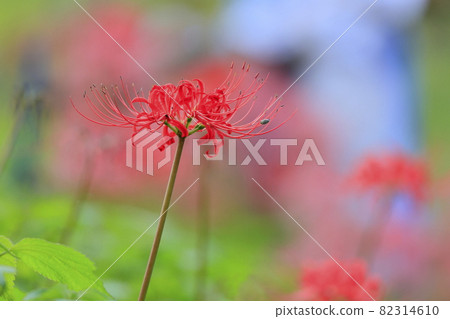 Asuka village full bloom cluster amaryllis 82314610