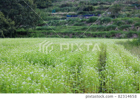 Asuka Village Soba field in full bloom Asuka Village Soba field in full bloom 82314658