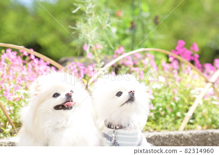 兩個可愛的白色博美犬 82314960
