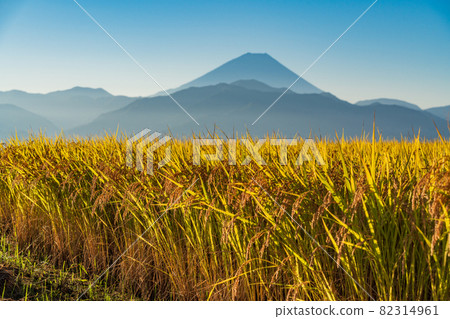 （山梨縣南阿爾卑斯市）中野水稻梯田後面的富士山，水稻收穫開始了。 82314961