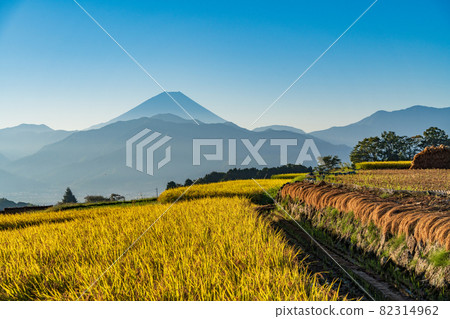 （山梨縣南阿爾卑斯市）中野水稻梯田後面的富士山，水稻收穫開始了。 82314962