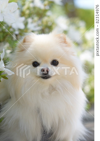 白色的博美犬與可愛的笑容 82314976