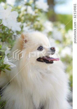 Cute white pomeranian and flowers Cute white pomeranian and flowers 82314981
