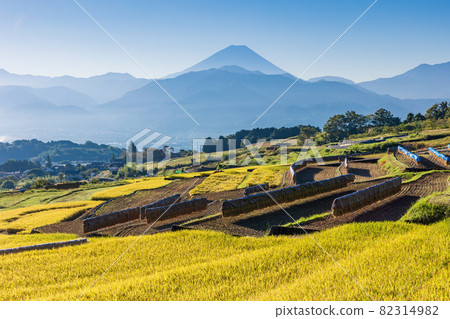 （山梨縣南阿爾卑斯市）中野水稻梯田後面的富士山，水稻收穫開始了。 82314982