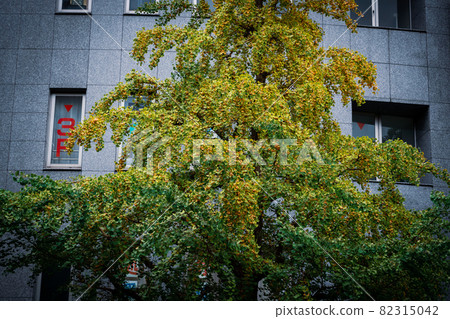 街上的銀杏樹，從商業樓的窗戶聞起來 82315042