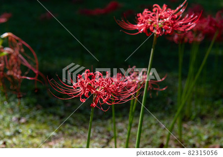 等分週的古倫格花 82315056