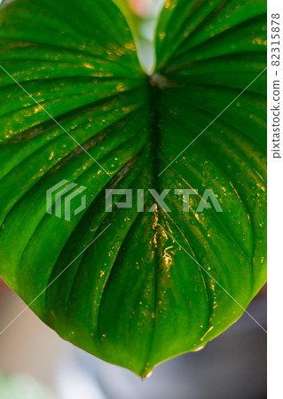 Garden decoration tree, Homalomena Rubescens 82315878