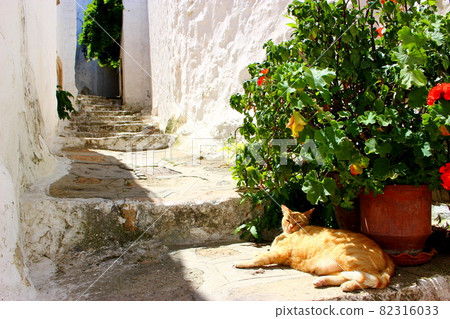 Aegean cat, Patmos, Greece 82316033
