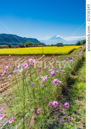 (山梨縣) 岸上的金米和大波斯菊 遠眺富士山 (山梨縣) 岸上的金米和大波斯菊 遠眺富士山 82316343
