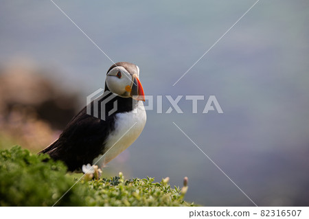 puffin standing on a rock cliff . fratercula arctica puffin standing on a rock cliff . fratercula arctica 82316507