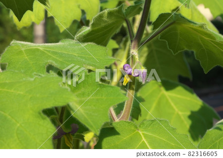 Foxface purple flowers [green background] 82316605