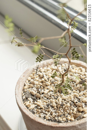[Microfila] 靠近窗戶種植的觀賞植物 82316615