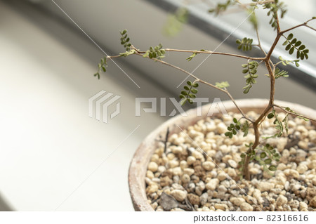 [Microfila] 靠近窗戶種植的觀賞植物 82316616