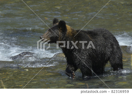 Brown bear Brown bear 82316959
