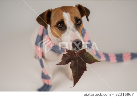 Dog Jack Russell Terrier wearing a knit scarf holding a maple leaf on a white background. Dog Jack Russell Terrier wearing a knit scarf holding a maple leaf on a white background. 82316967