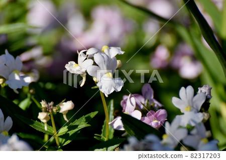 盛開在三鷹中原的白蓮屬 金魚草 花 照片素材 圖片 3173 圖庫