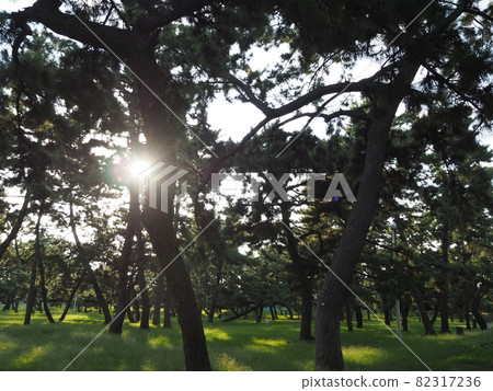 Pine tree Pine tree 82317236