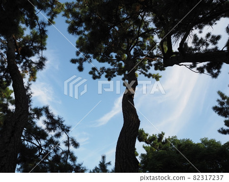 Pine tree Pine tree 82317237