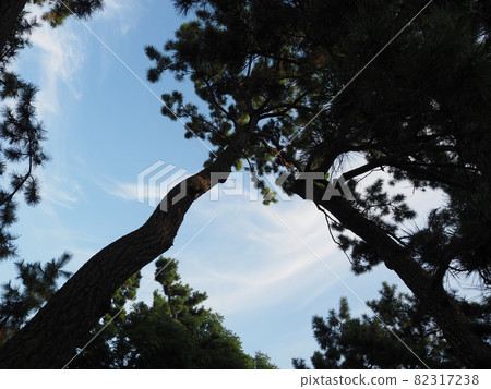 Pine tree Pine tree 82317238