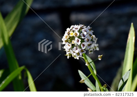 盛開在三鷹中原的白色香椿(Alyssum)花 盛開在三鷹中原的白色香椿(Alyssum)花 82317325