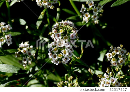 盛開在三鷹中原的白色香椿(Alyssum)花 盛開在三鷹中原的白色香椿(Alyssum)花 82317327