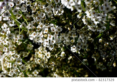 盛開在三鷹中原的白色香椿（Alyssum）花 82317329