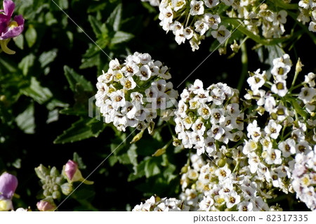 White alyssum (Alyssum) flowers blooming in Mitaka Nakahara 82317335