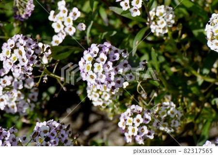 三鷹中原盛開的淡紫色香椿(Lobularia)花 三鷹中原盛開的淡紫色香椿(Lobularia)花 82317565