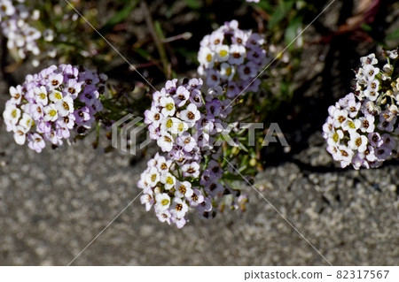 三鷹中原盛開的淡紫色香椿（Lobularia）花 82317567