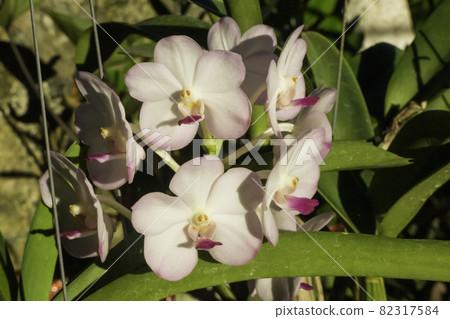 Beautiful orchid flower in home garden Beautiful orchid flower in home garden 82317584
