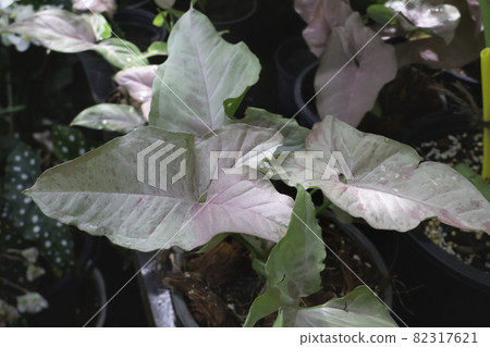 Green leaves plant in tree garden 82317621