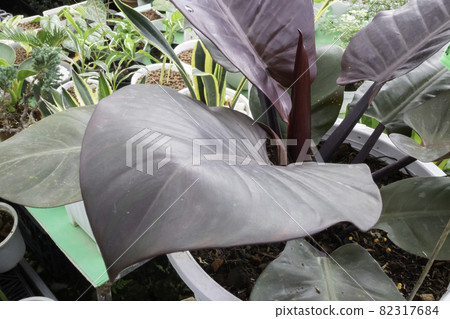 Green leaves plant in tree garden 82317684