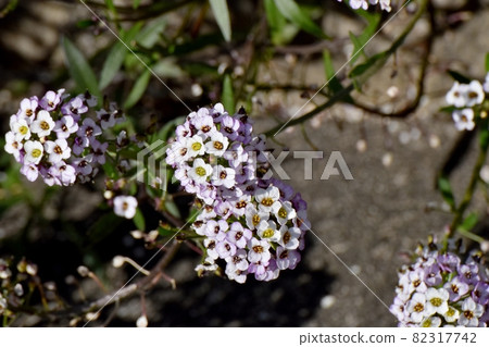 三鷹中原盛開的淡紫色香椿(Lobularia)花 三鷹中原盛開的淡紫色香椿(Lobularia)花 82317742