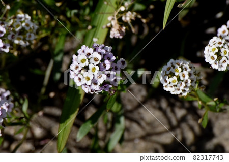 三鷹中原盛開的淡紫色香椿(Lobularia)花 三鷹中原盛開的淡紫色香椿(Lobularia)花 82317743